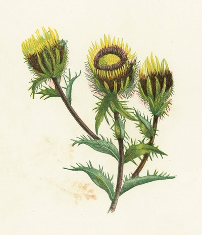 Golddistel, Carlina Vulgaris von English School